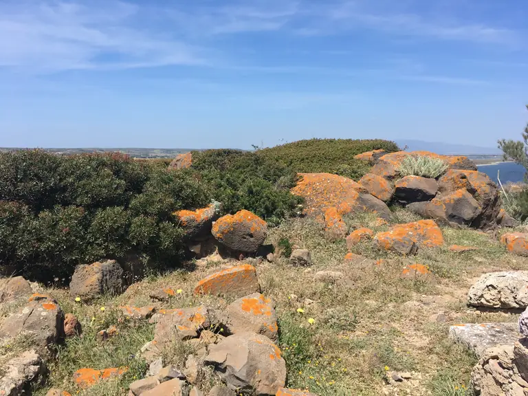 Macchia mediterranea e rocce lungo la costa del Sinis