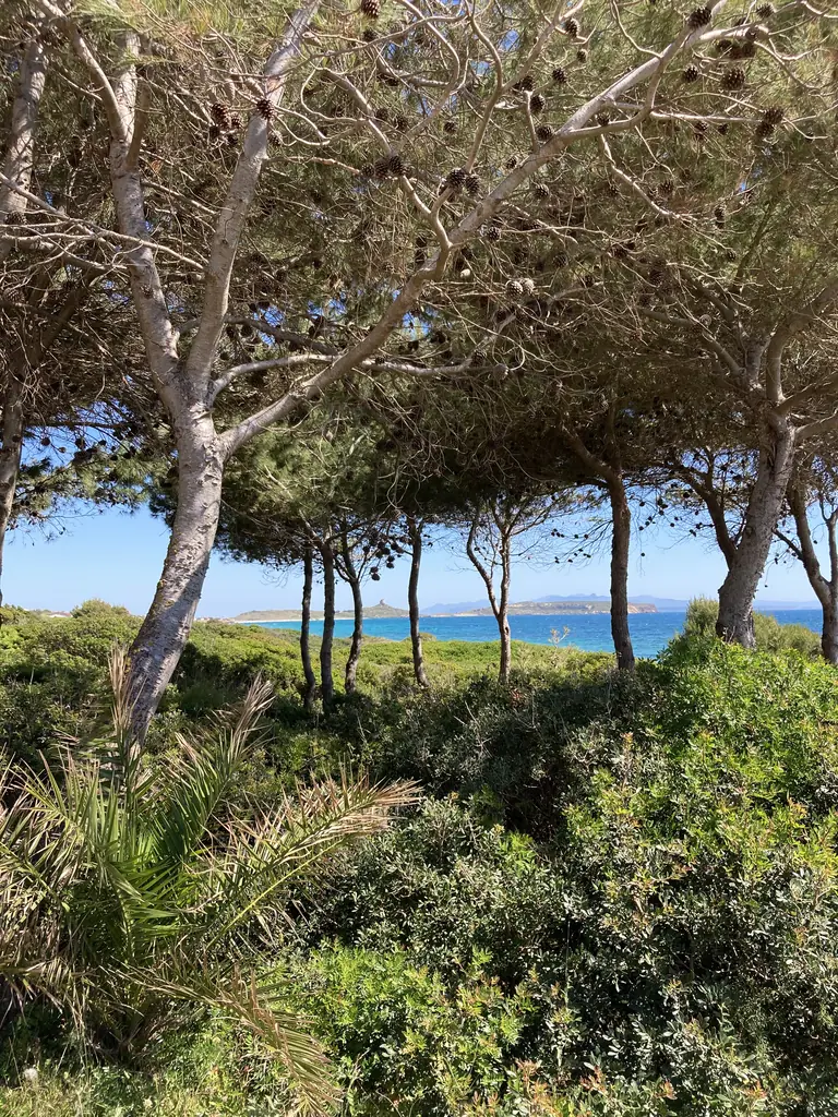 Pini e vegetazione mediterranea vicino al mare