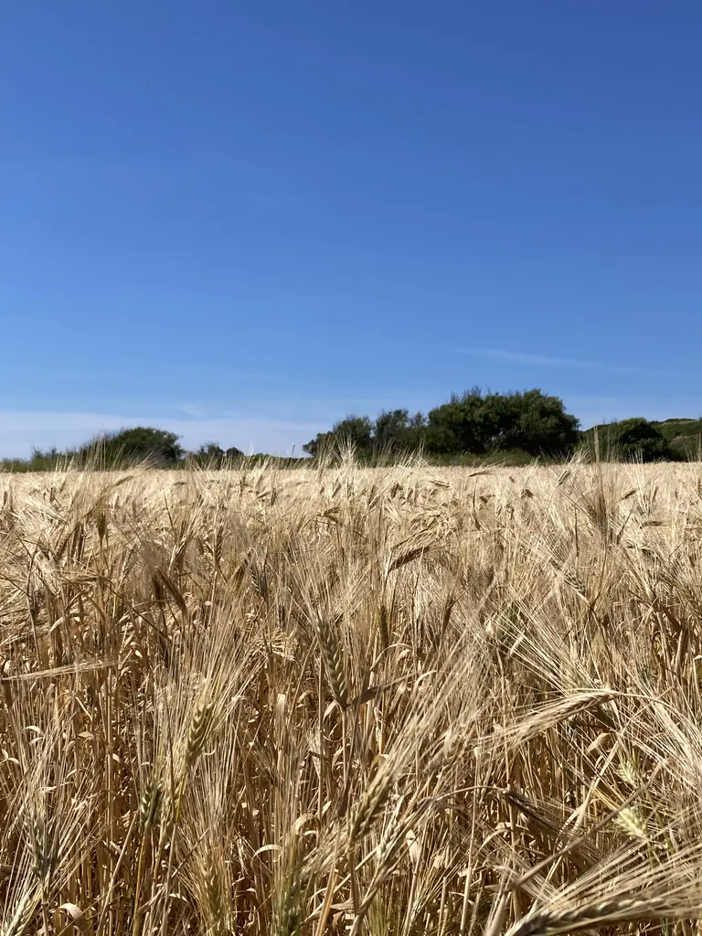 Paesaggio rurale e vegetazione del Sinis